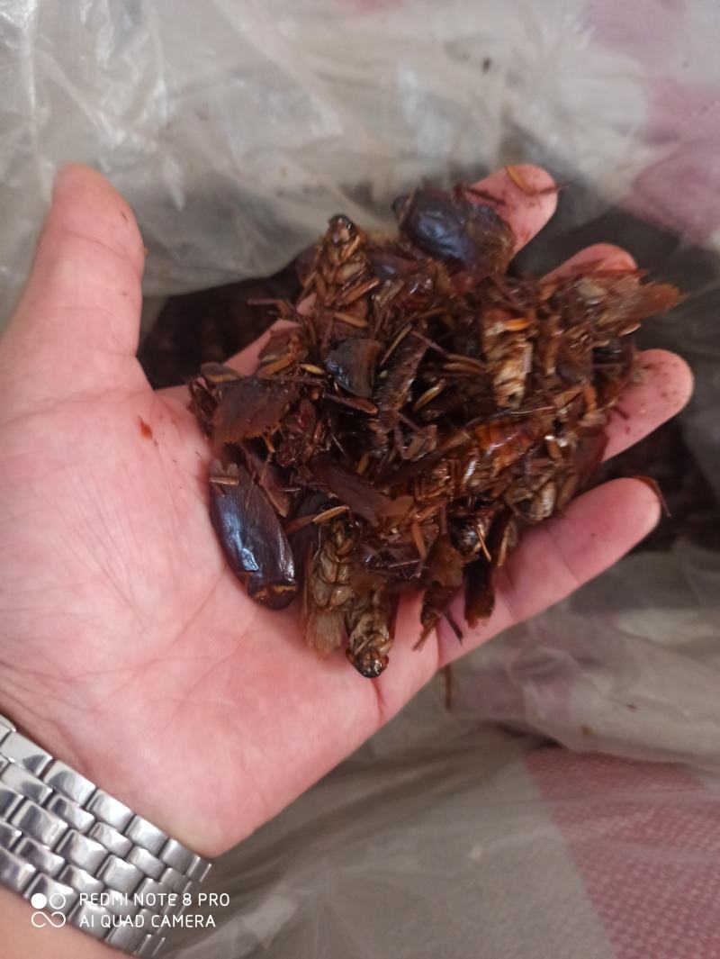 蟑螂药用蟑螂干保证正品可打粉产地直销