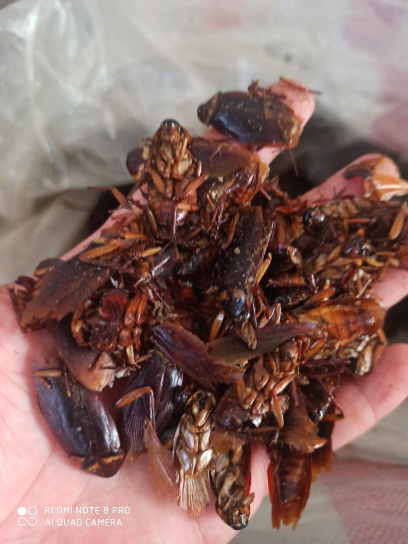 蟑螂药用蟑螂干保证正品可打粉产地直销