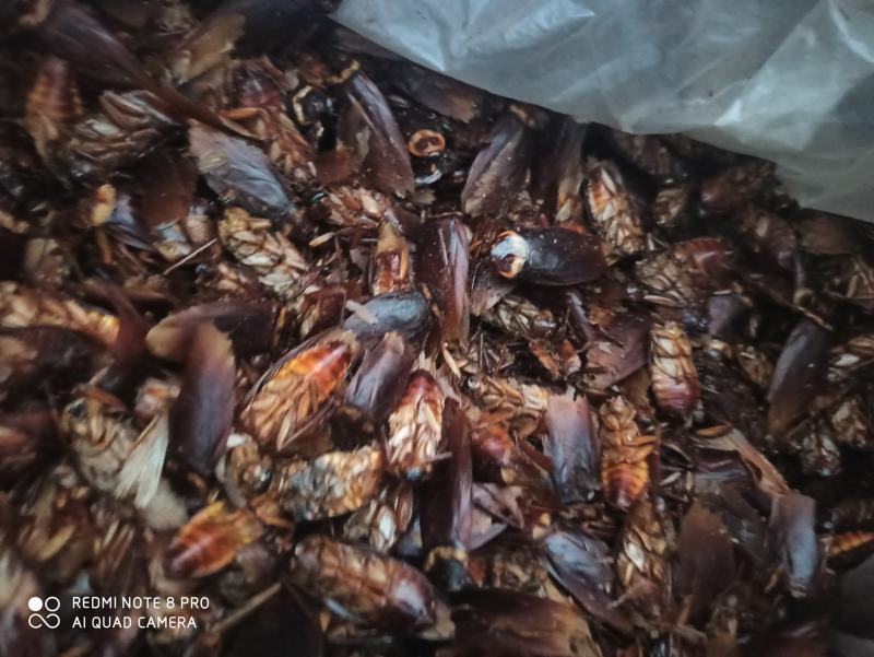 蟑螂药用蟑螂干保证正品可打粉产地直销