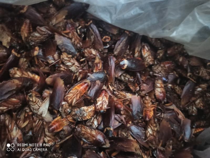 蟑螂药用蟑螂干保证正品可打粉产地直销