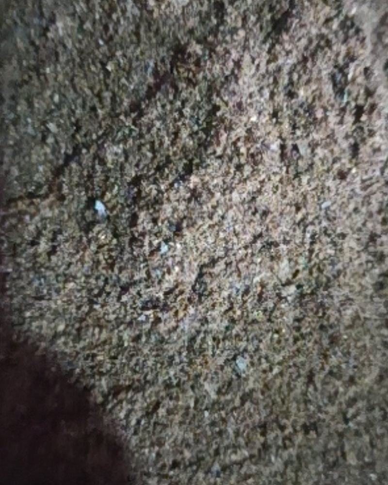 蟑螂药用蟑螂干保证正品可打粉产地直销