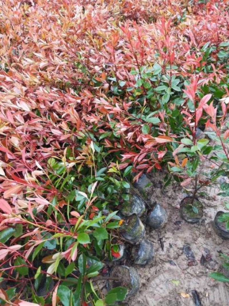 沭阳本地红叶石楠绿篱苗，石楠苗，红叶石楠杯苗，规格齐全