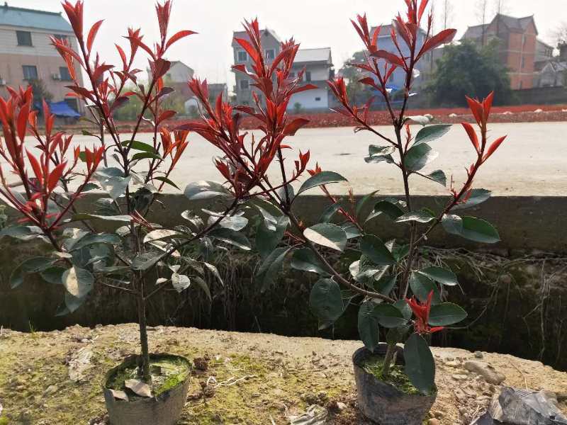 沭阳本地红叶石楠绿篱苗，石楠苗，红叶石楠杯苗，规格齐全