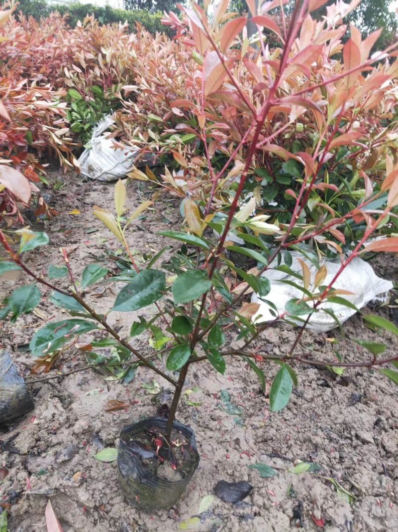 沭阳本地红叶石楠绿篱苗，石楠苗，红叶石楠杯苗，规格齐全