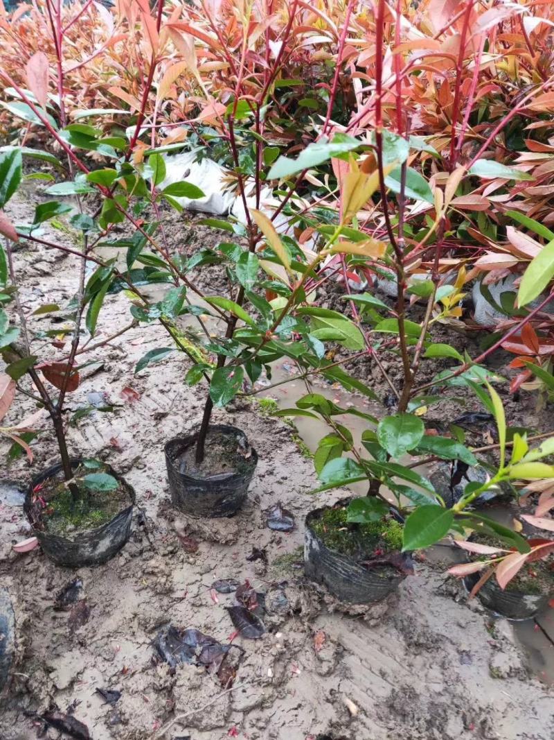 沭阳本地红叶石楠绿篱苗，石楠苗，红叶石楠杯苗，规格齐全