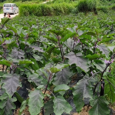 优质紫长茄子（烧烤茄）