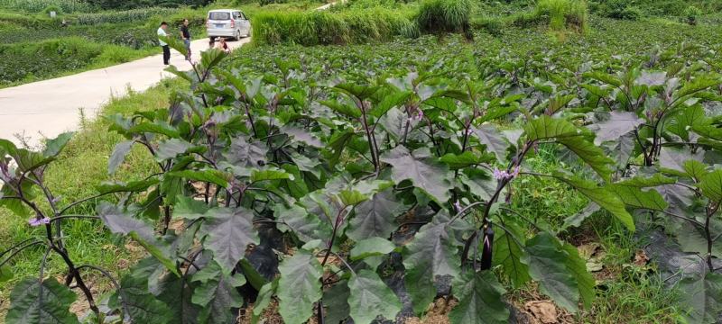 优质紫长茄子（烧烤茄）