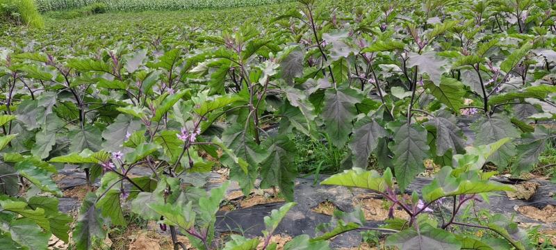 优质紫长茄子（烧烤茄）