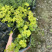 金叶过路黄种植户，地被植物金叶过路黄