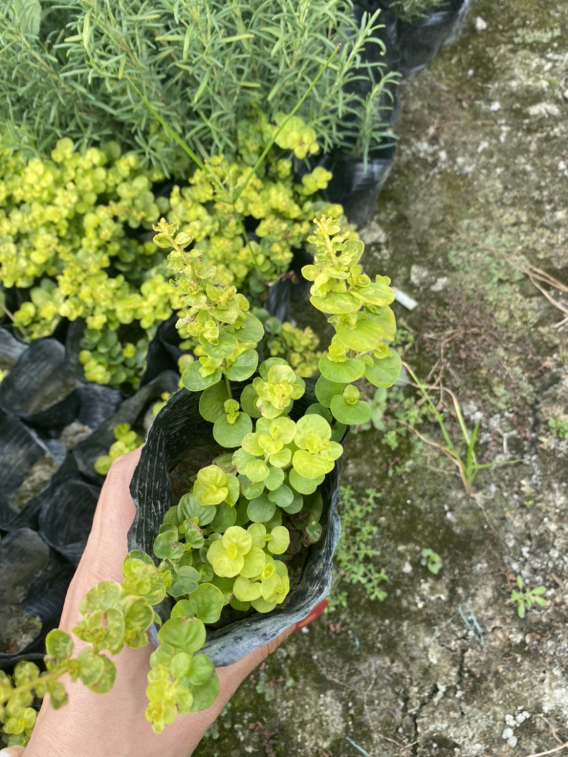 金叶过路黄种植户，地被植物金叶过路黄