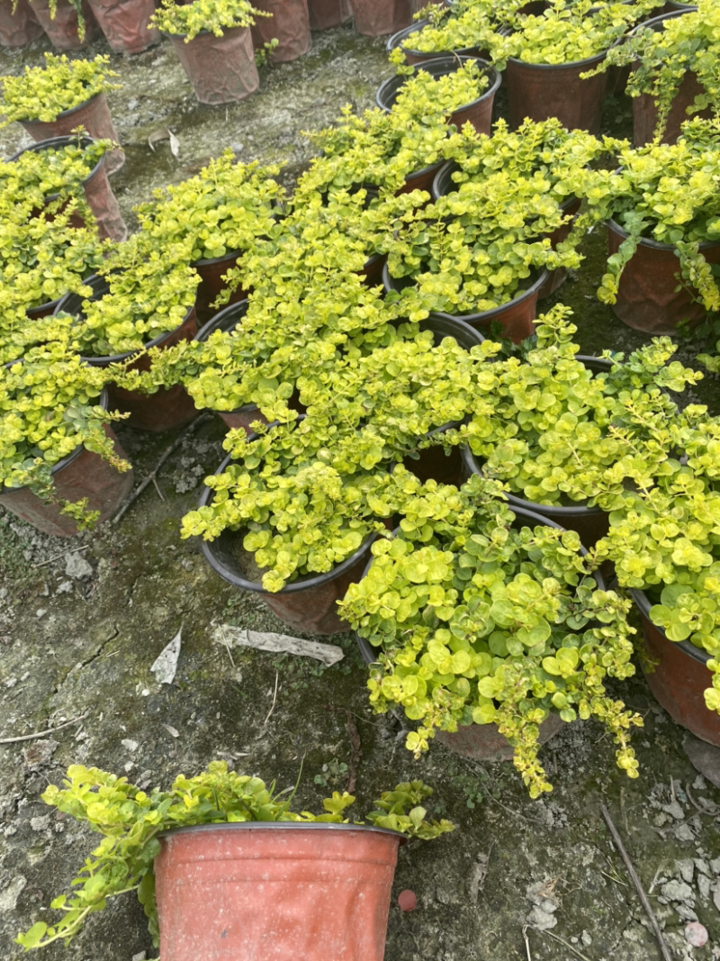 金叶过路黄种植户，地被植物金叶过路黄