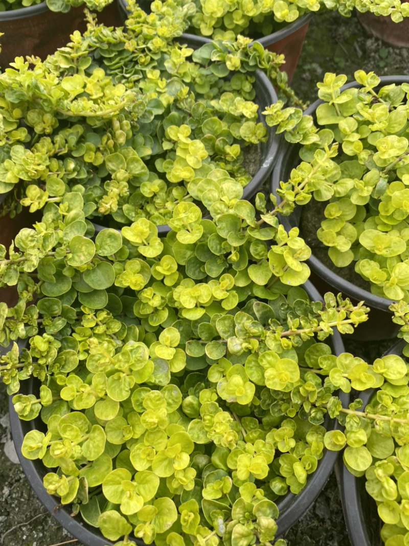 金叶过路黄种植户，地被植物金叶过路黄