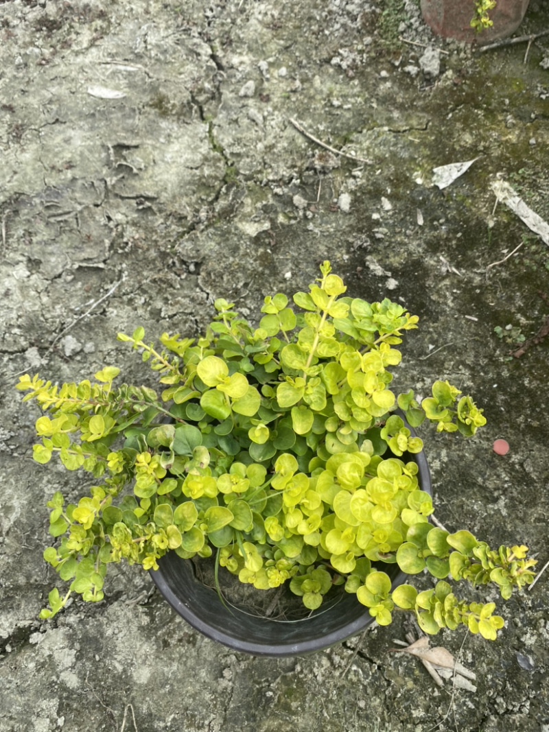 金叶过路黄种植户，地被植物金叶过路黄