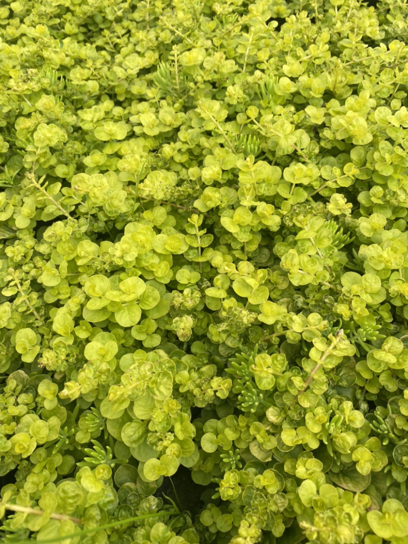 金叶过路黄种植户，地被植物金叶过路黄