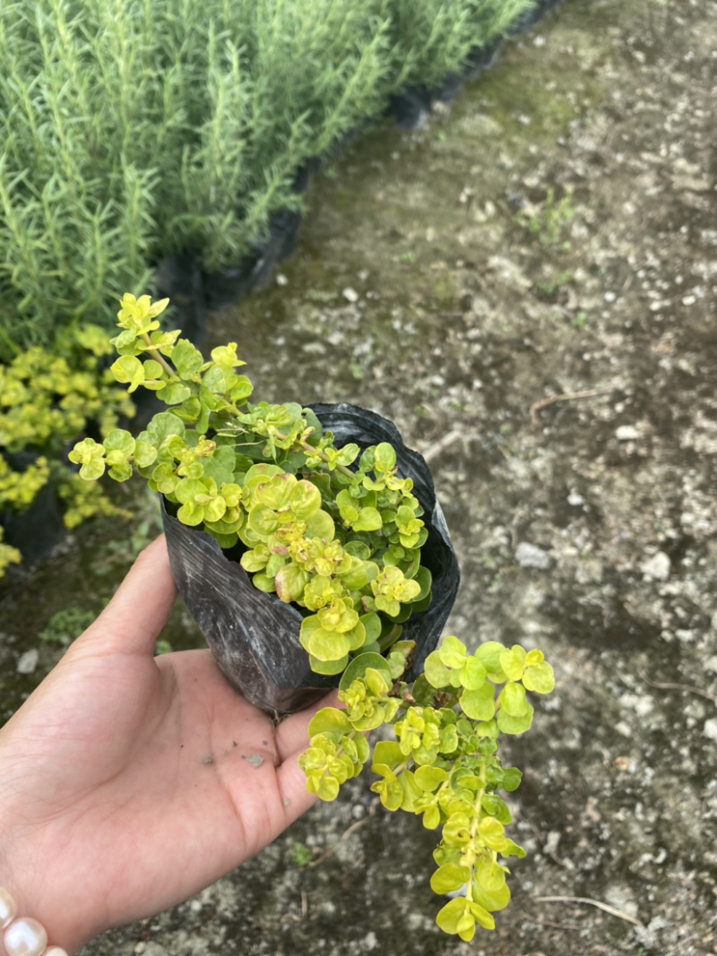 金叶过路黄种植户，地被植物金叶过路黄