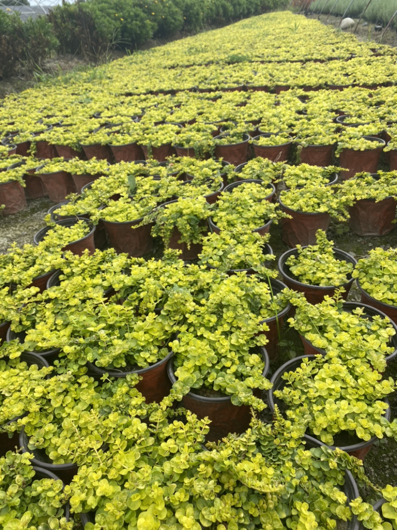 金叶过路黄种植户，地被植物金叶过路黄