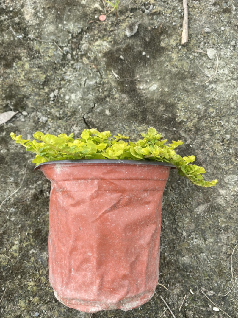 金叶过路黄种植户，地被植物金叶过路黄