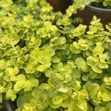 金叶过路黄种植户，地被植物金叶过路黄
