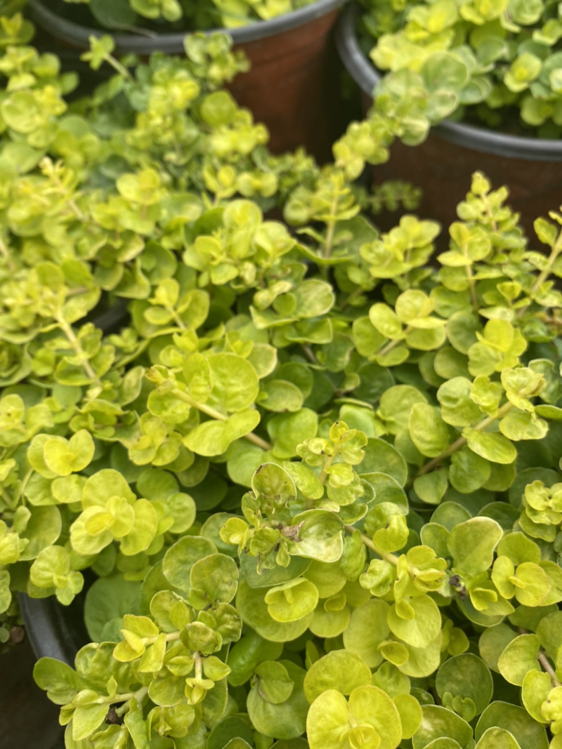 金叶过路黄种植户，地被植物金叶过路黄