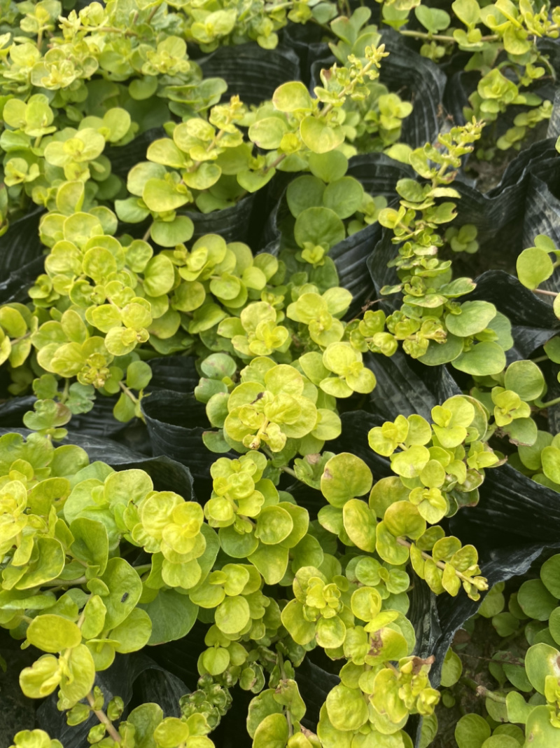 金叶过路黄种植户，地被植物金叶过路黄