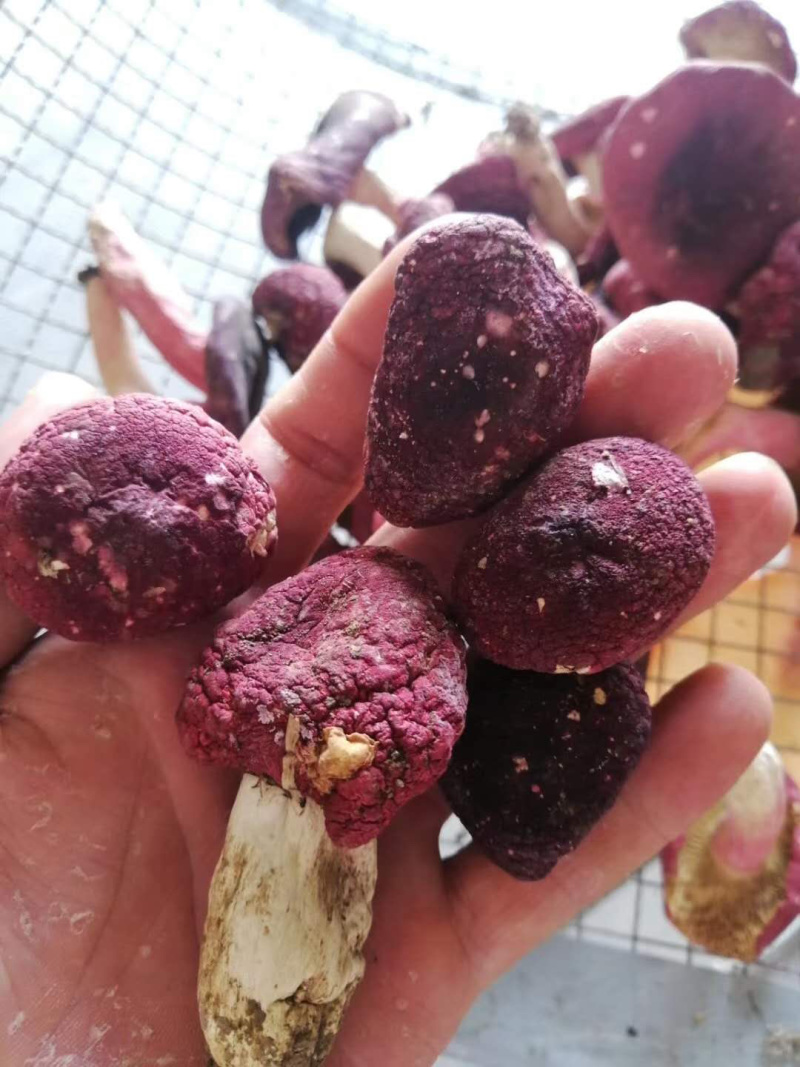 红菇八百里伏牛山天然野生红菇各种规格各种价格