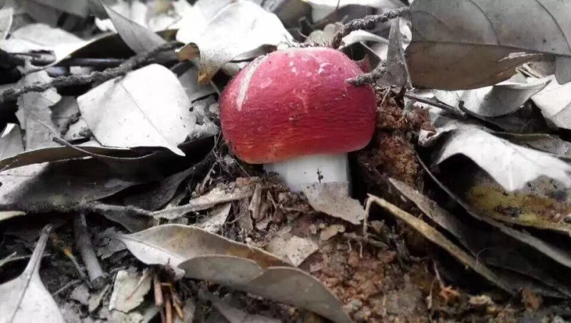 红菇八百里伏牛山天然野生红菇各种规格各种价格
