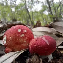 红菇八百里伏牛山天然野生红菇各种规格各种价格