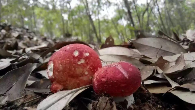 红菇八百里伏牛山天然野生红菇各种规格各种价格