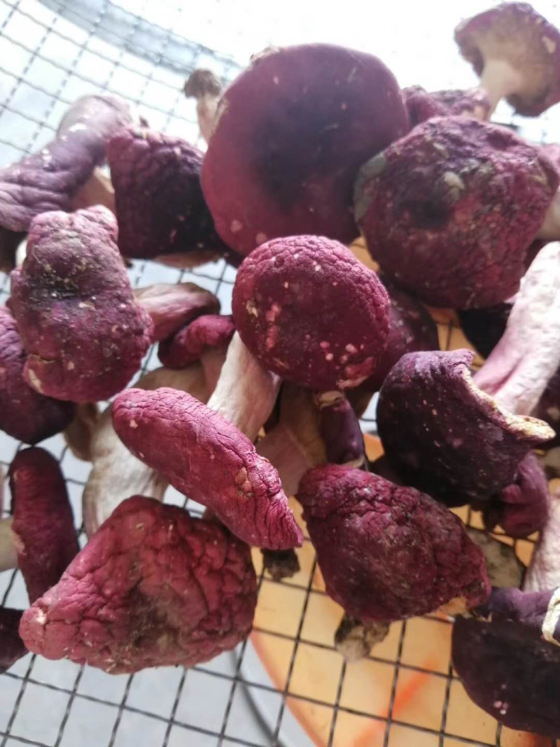 红菇八百里伏牛山天然野生红菇各种规格各种价格