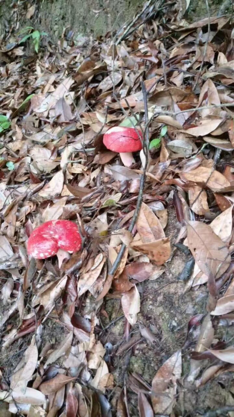 红菇八百里伏牛山天然野生红菇各种规格各种价格