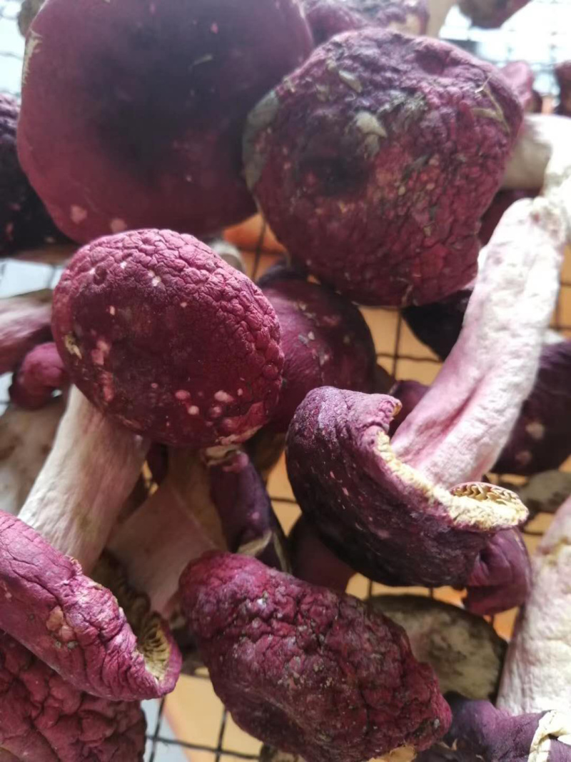 红菇八百里伏牛山天然野生红菇各种规格各种价格