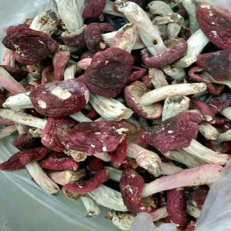 红菇八百里伏牛山天然野生红菇各种规格各种价格