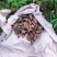 贵州大山野生红阳荷低价出售