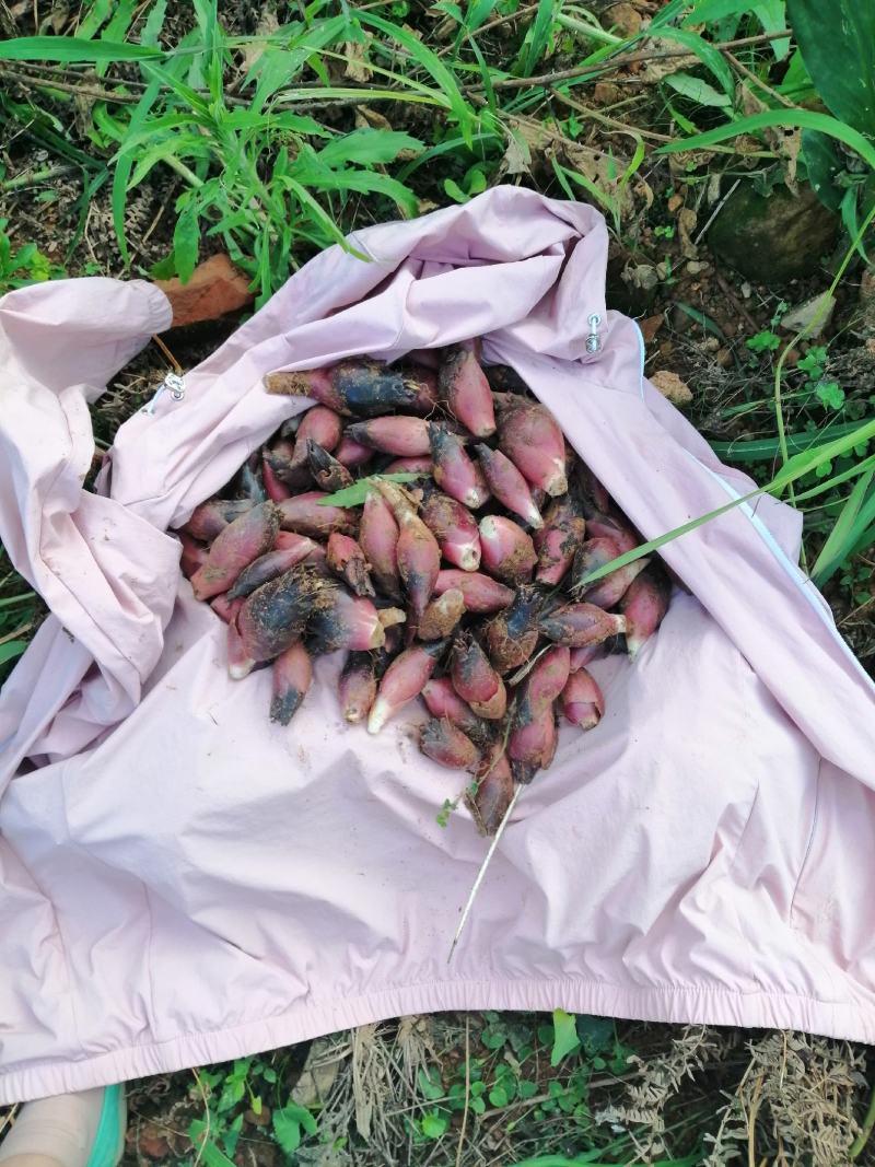 贵州大山野生红阳荷低价出售