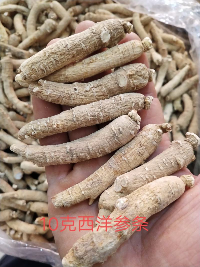【质量保证】西洋参长条参2至15克，正宗长白山产特产包邮