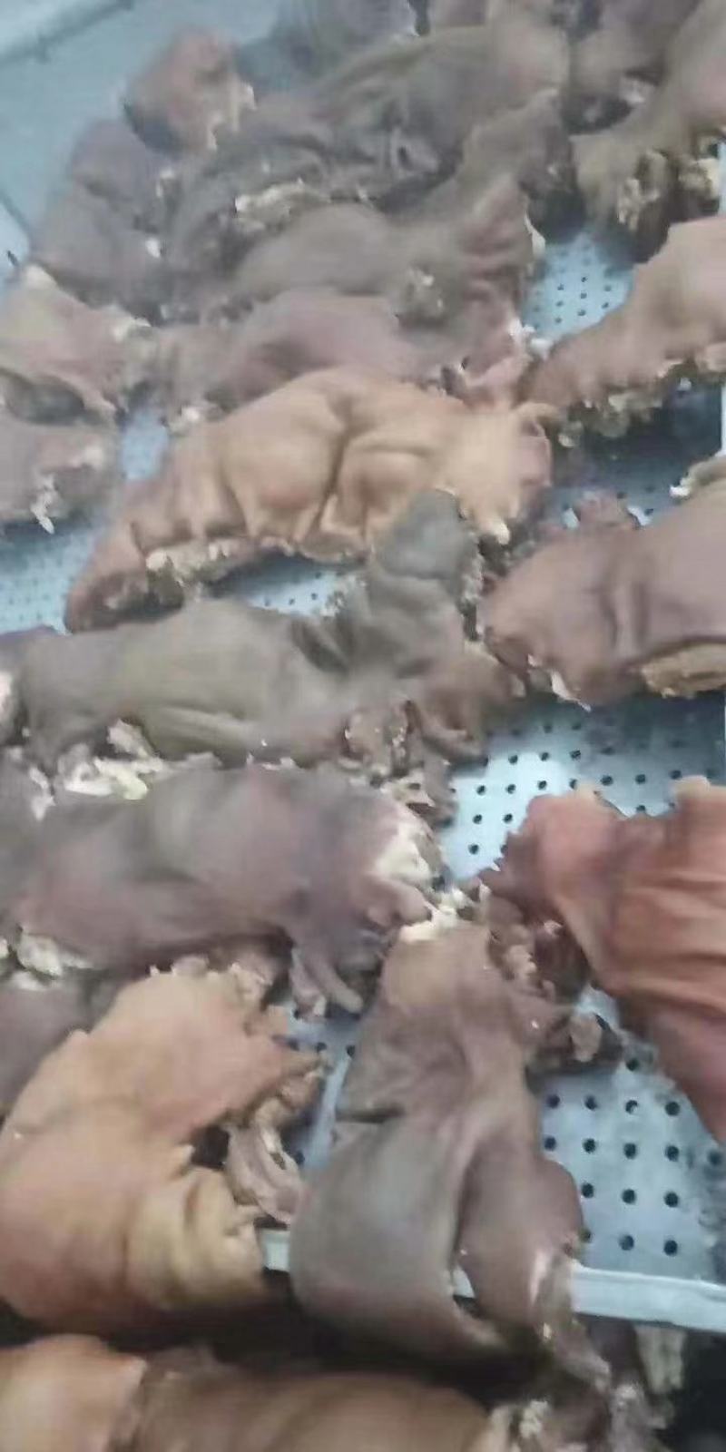 2020年首批蒙古熟羊肉