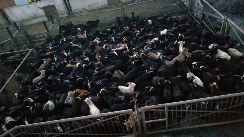2020年首批蒙古熟羊肉