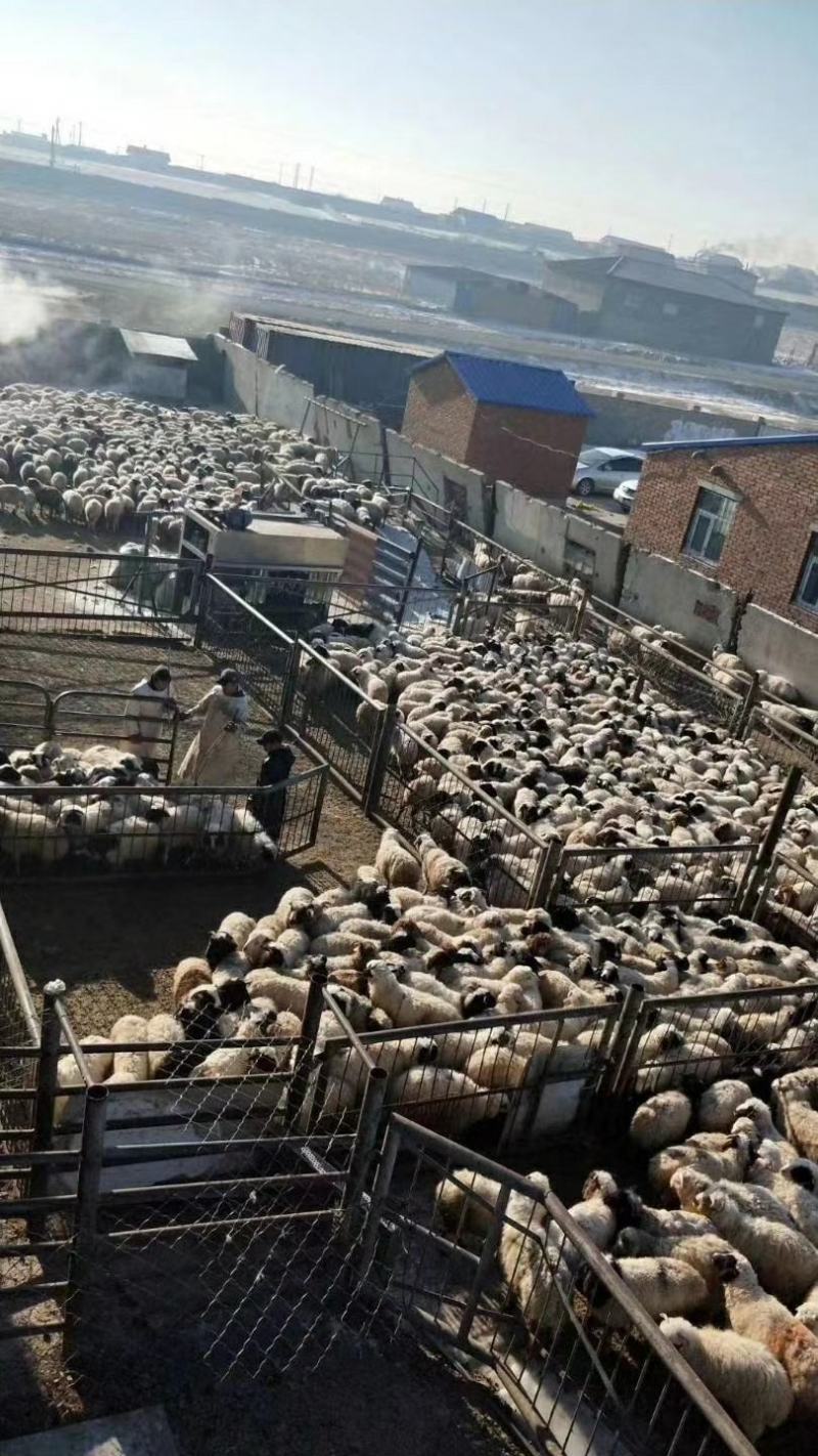2020年首批蒙古熟羊肉