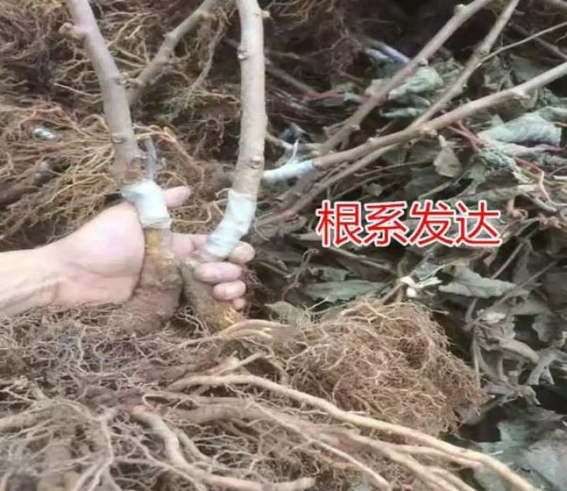 猕猴桃苗绿心猕猴桃徐香猕猴桃红阳猕猴桃果树苗