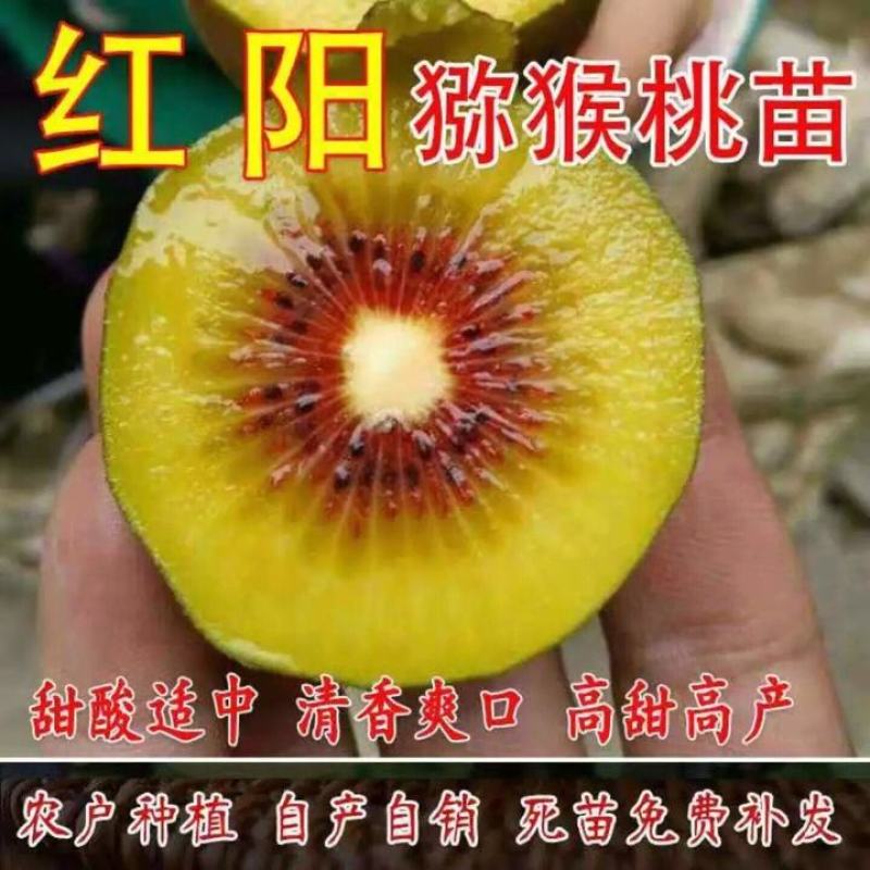 猕猴桃苗绿心猕猴桃徐香猕猴桃红阳猕猴桃果树苗