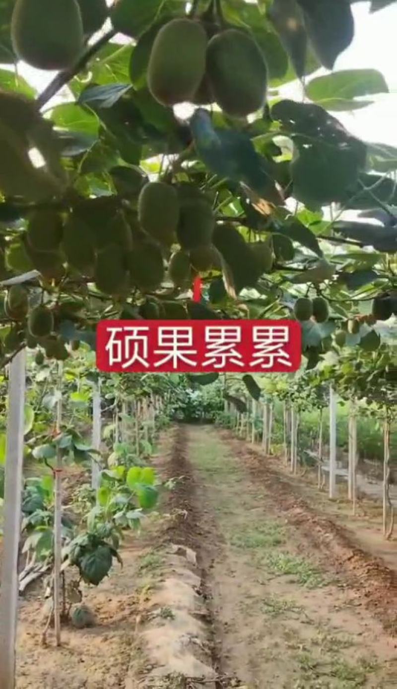 猕猴桃苗绿心猕猴桃徐香猕猴桃红阳猕猴桃果树苗