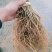 猕猴桃苗绿心猕猴桃徐香猕猴桃红阳猕猴桃果树苗