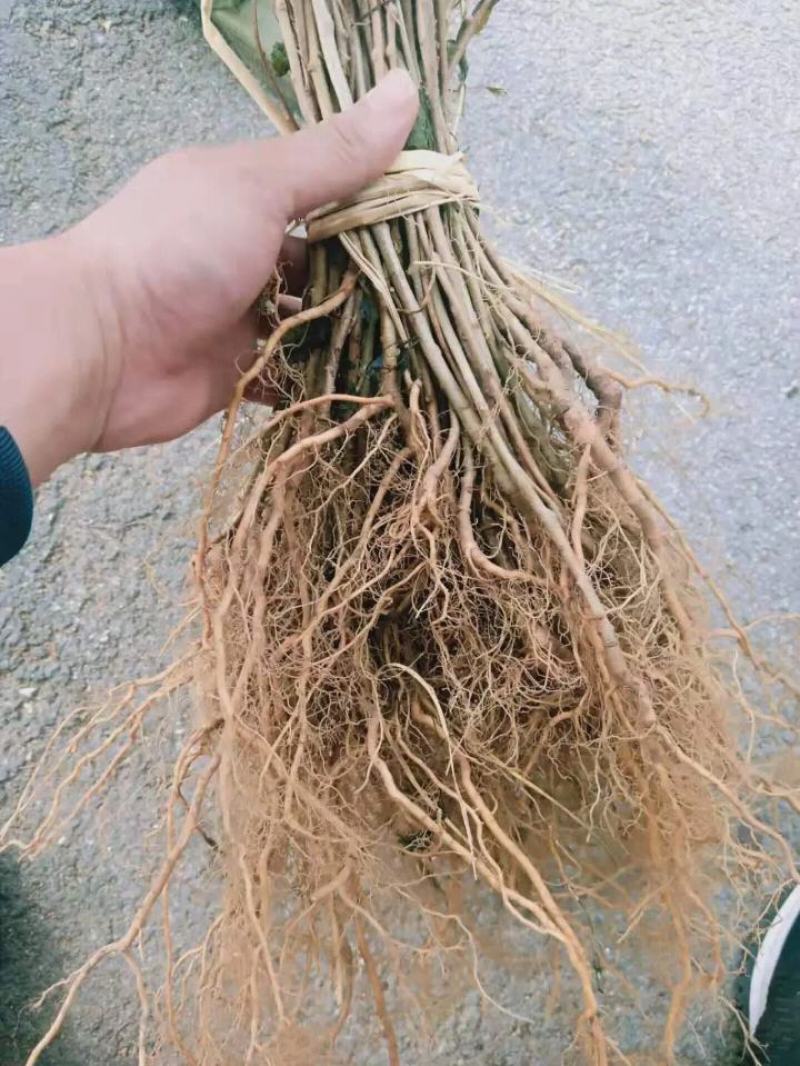 猕猴桃苗绿心猕猴桃徐香猕猴桃红阳猕猴桃果树苗