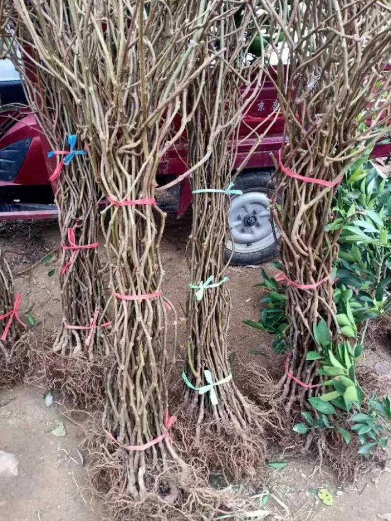 猕猴桃苗绿心猕猴桃徐香猕猴桃红阳猕猴桃果树苗