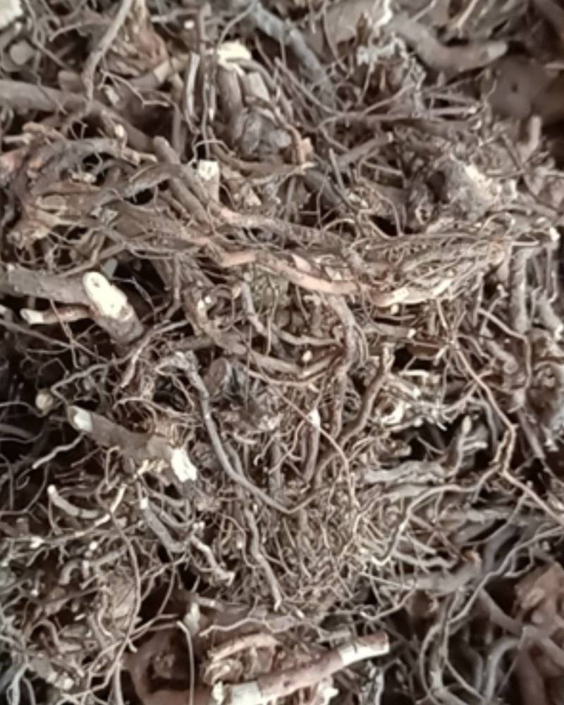 茅梅根茅莓根红梅消三月泡根小叶蛇泡筋拦路蛇
