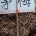 茅梅根茅莓根红梅消三月泡根小叶蛇泡筋拦路蛇