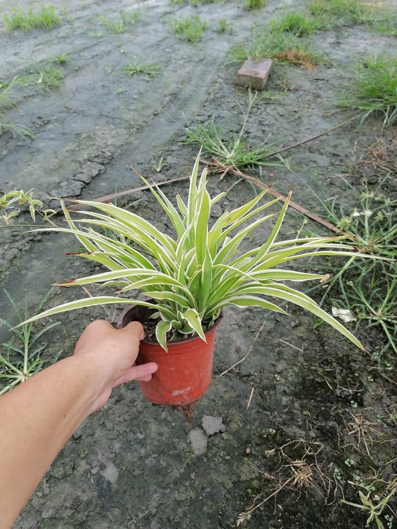 金边吊兰双色杯基地大量供应，金边吊兰双色杯图片
