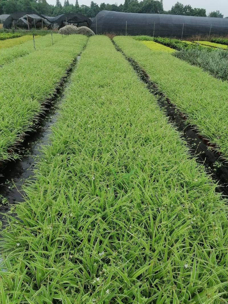 金边吊兰双色杯基地大量供应，金边吊兰双色杯图片