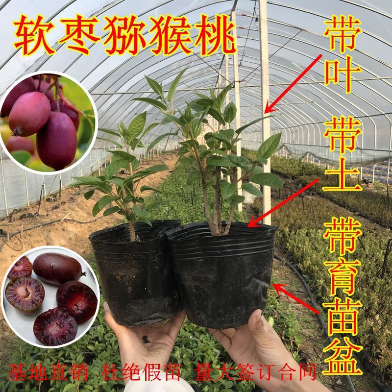 软枣猕猴桃，优质嫁接苗，包品种包成活率现挖现发