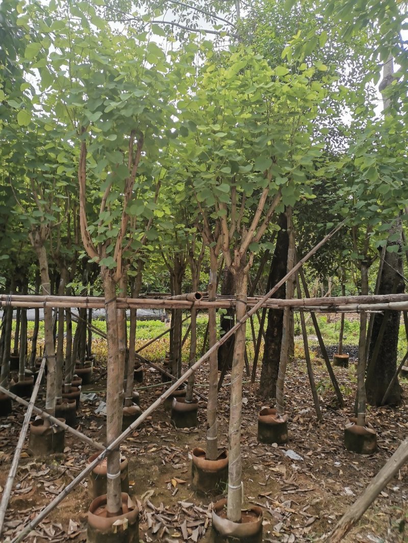 宫粉紫荆（开粉红花）小区工程，市政场规的重点乔木